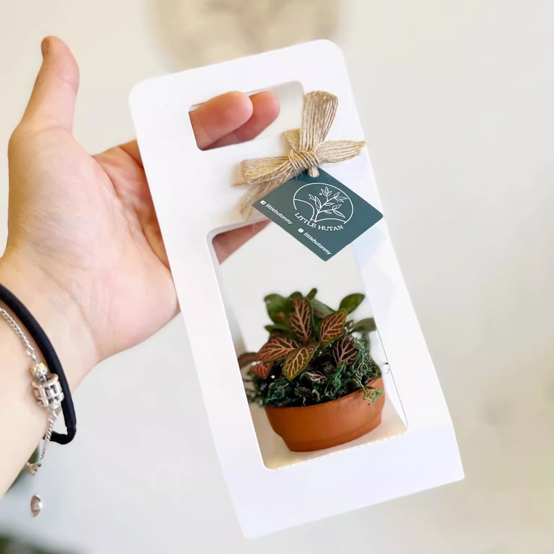 succulent plant packaging Mini Succulent Plant Packaging Gift Box