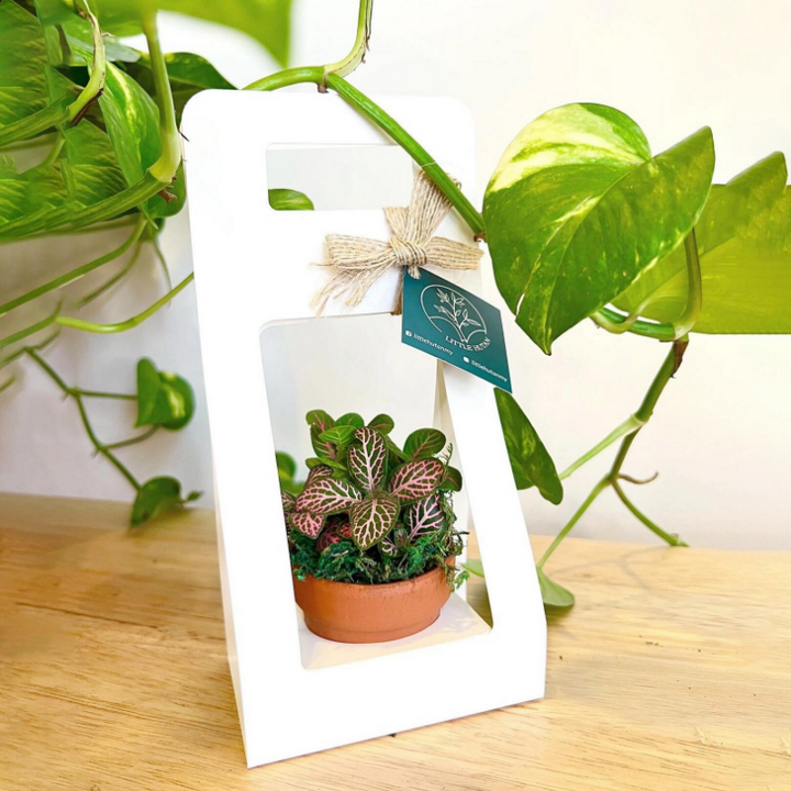 succulent packaging Mini Succulent Plant Packaging Gift Box