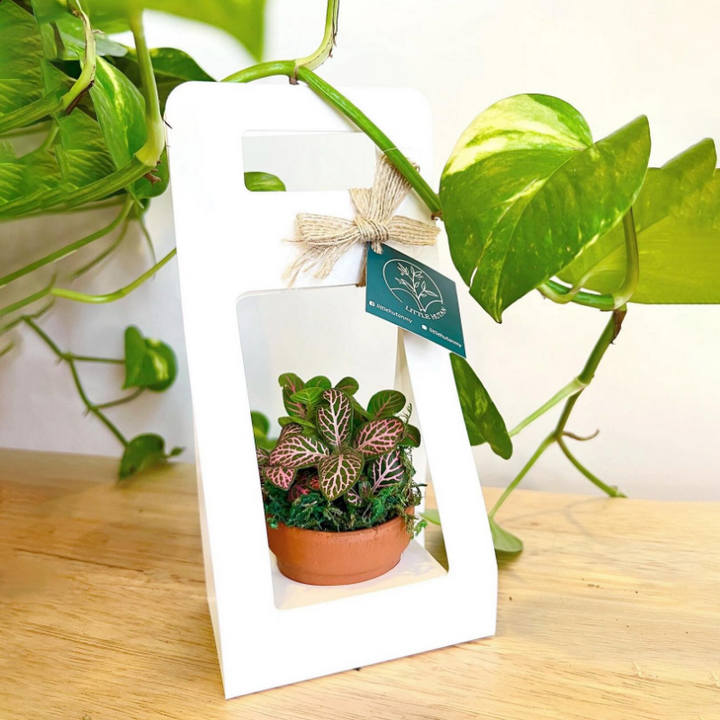 Mini Succulent Plant Packaging Gift Box Pack 20