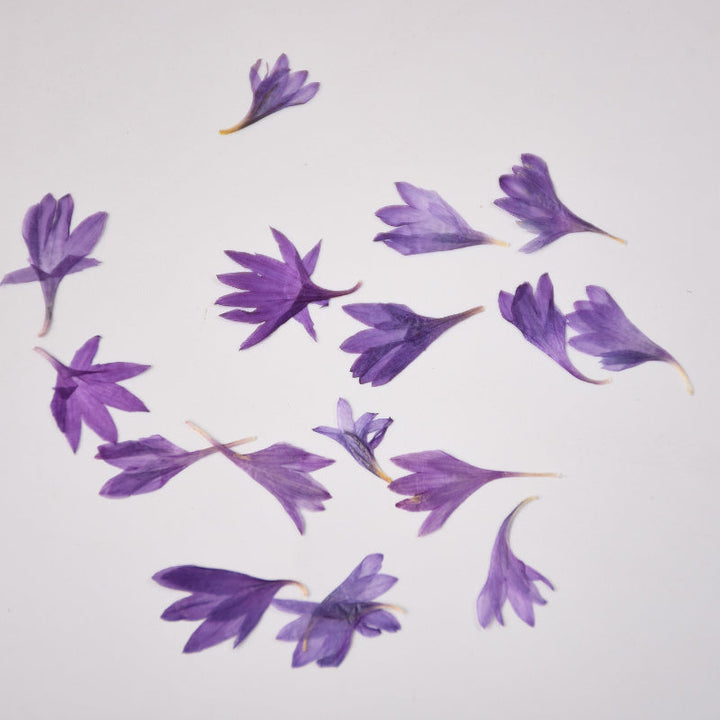 20 Pcs Dried Pressed Cornflower for DIY Crafts