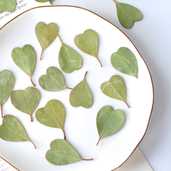 50 Pcs Dried Pressed Heart-shaped Eucalyptus Leaves