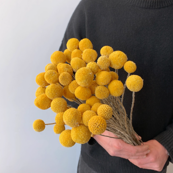 18 Stems Natural Dried Billy Balls Flowers