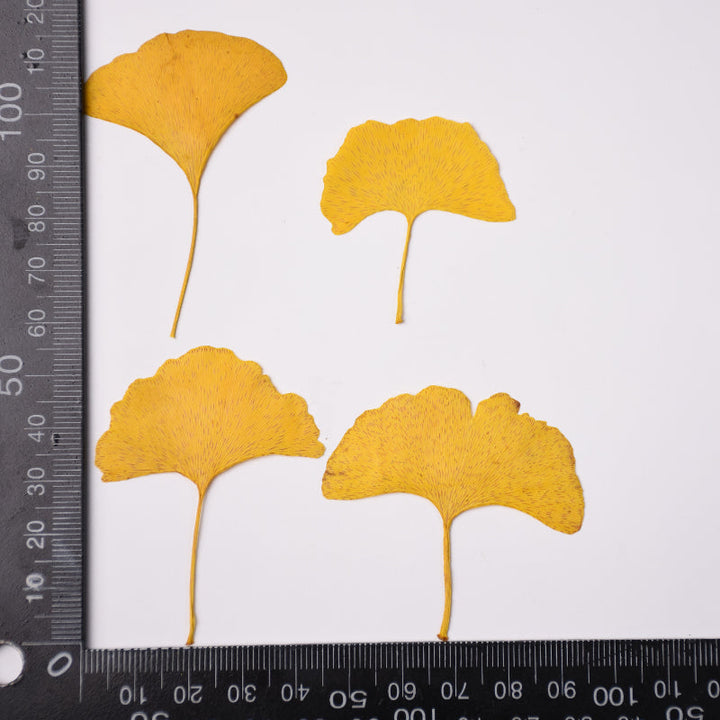 12 Pcs Dried Pressed Ginkgo Leaves for Crafts