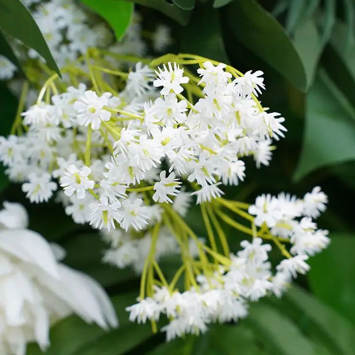 Cluster of small white flowers from tropical-inspired wall flowers backdrop.