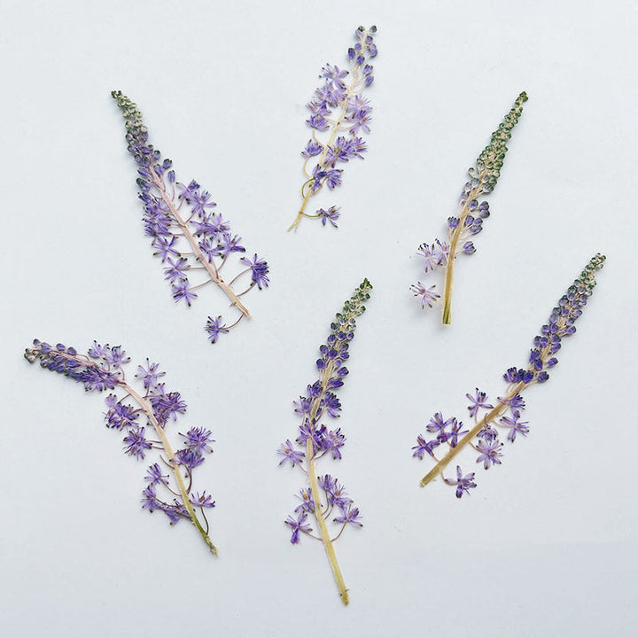 4 Pcs Dried Pressed Portuguese Squill Flower