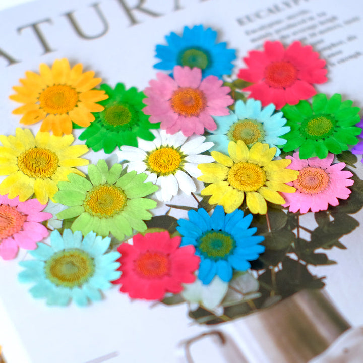 12 Pcs Pressed Dried Dyed Daisy Flowers