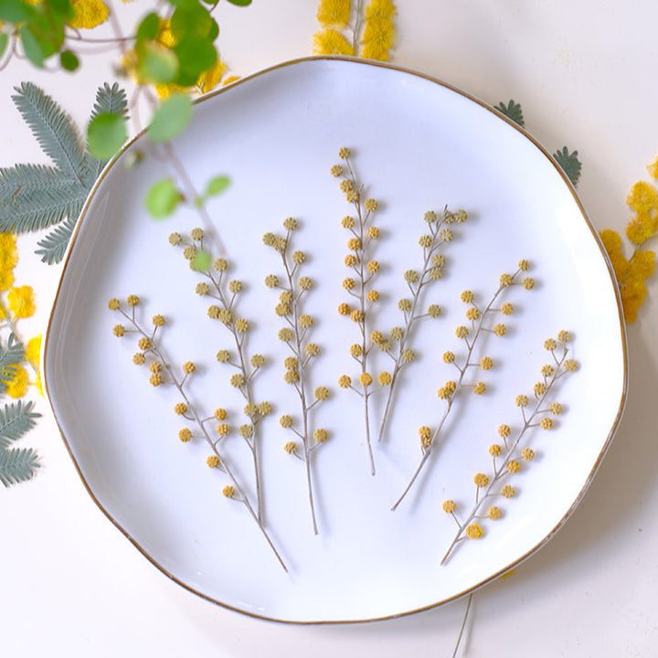 50 Pcs Pressed Dried Golden Wattle Flowers