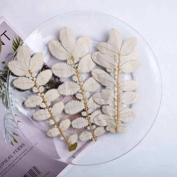 6 Pcs Dried Pressed Foliage for DIY Crafts