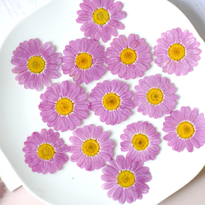 50 Pcs Pressed Dried Marguerite Daisy Flowers