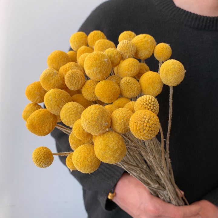 18 Stems Natural Dried Billy Balls Flowers