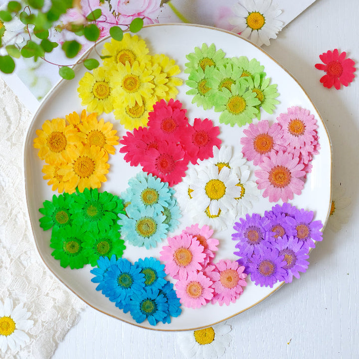 12 Pcs Pressed Dried Dyed Daisy Flowers