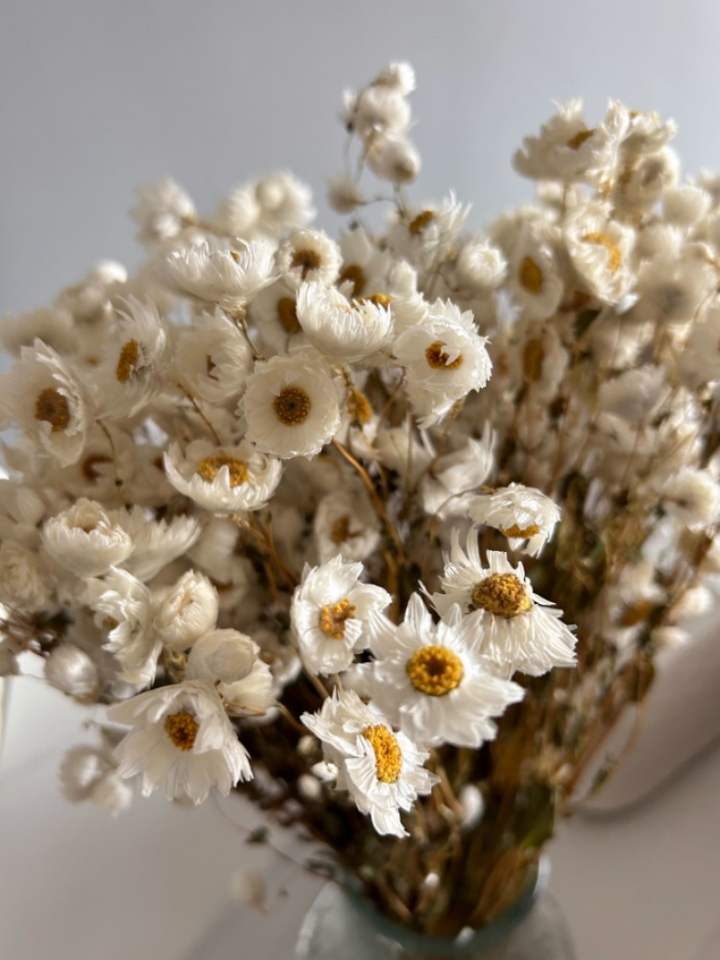 Natural Dried White Daisy Bouquet 100 Head