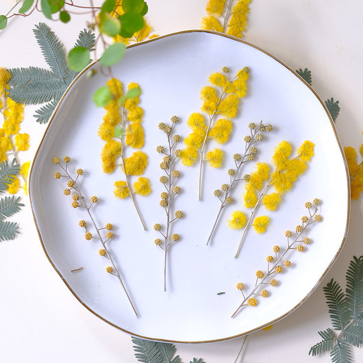 50 Pcs Pressed Dried Golden Wattle Flowers