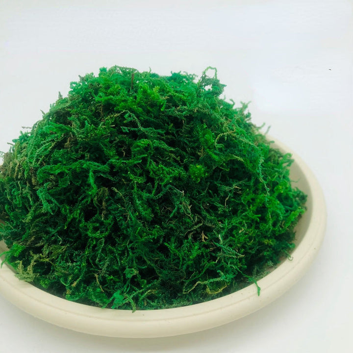 Bag of Moss Preserved Dried Green Moss for Planters