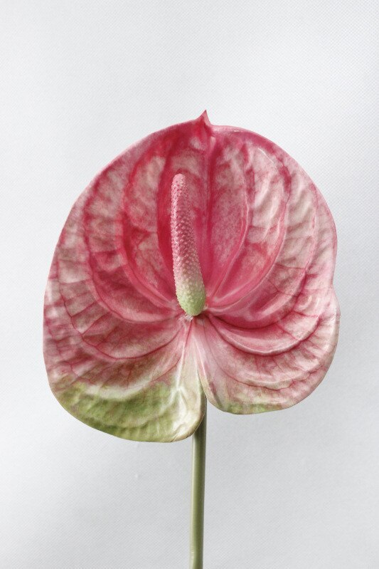 Artificial Anthurium Branch Fake Plants, perfect as fake indoor plants.