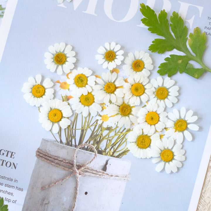 50 Pcs Real Dried Pressed Chamomile Flowers