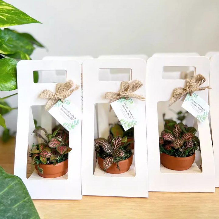 Mini Succulent Plant Packaging Gift Box Pack 20