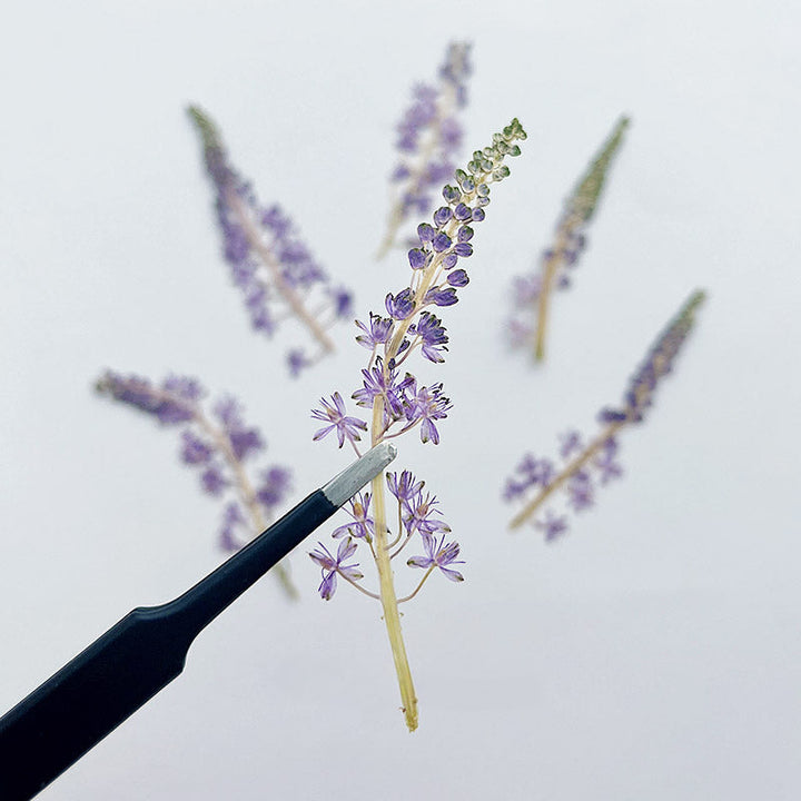 4 Pcs Dried Pressed Portuguese Squill Flower