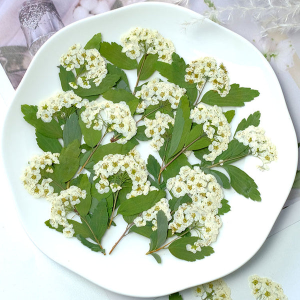 50 Pcs Real Dried Pressed Spirea Flowers