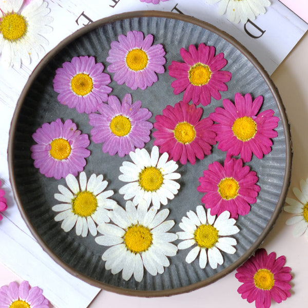 50 Pcs Pressed Dried Marguerite Daisy Flowers