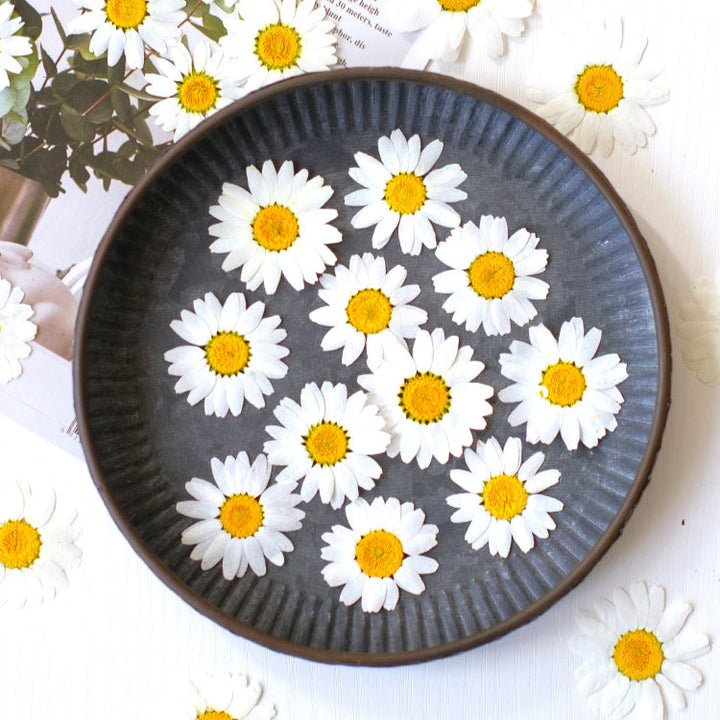 12 Pcs Pressed Dried Dyed Daisy Flowers