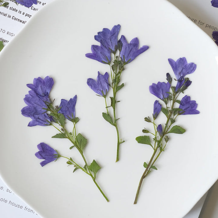 Real Dried Pressed Bellflowers for DIY Crafts