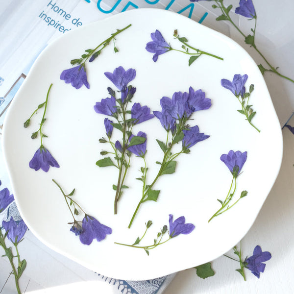 Real Dried Pressed Bellflowers for DIY Crafts