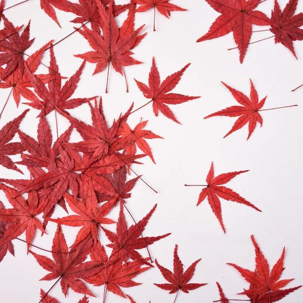 12 Pcs Dried Pressed Maple Leaves for Crafts