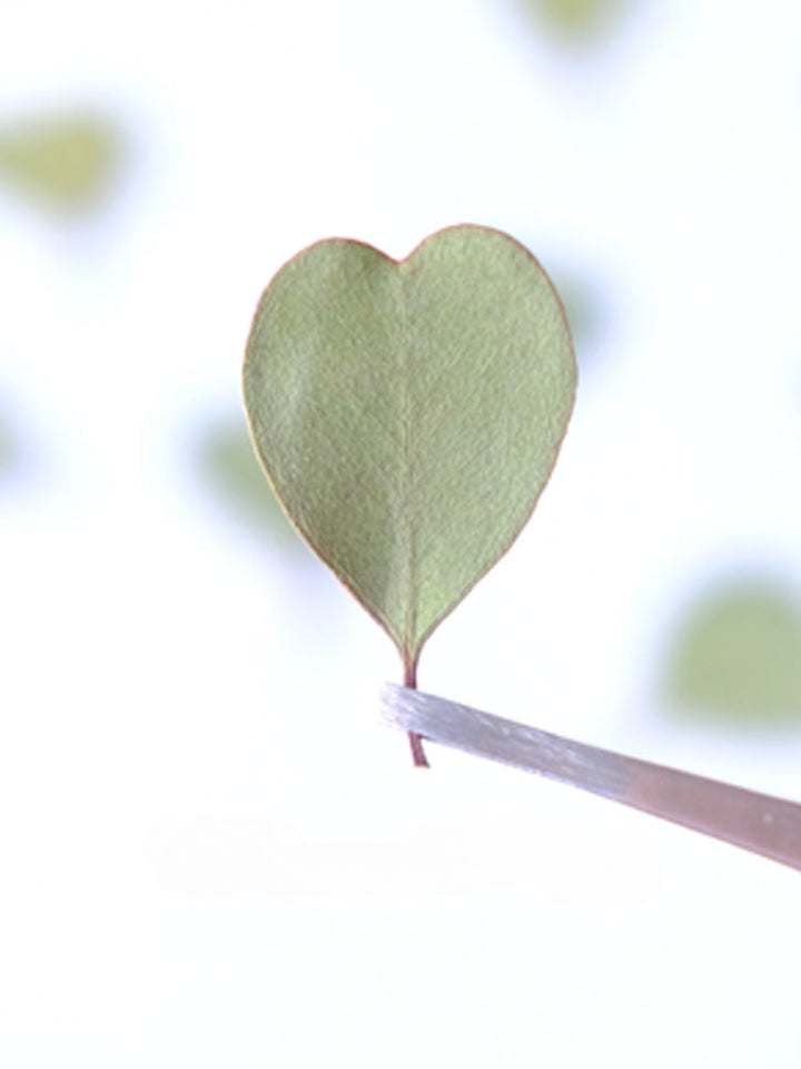 50 Pcs Dried Pressed Heart-shaped Eucalyptus Leaves