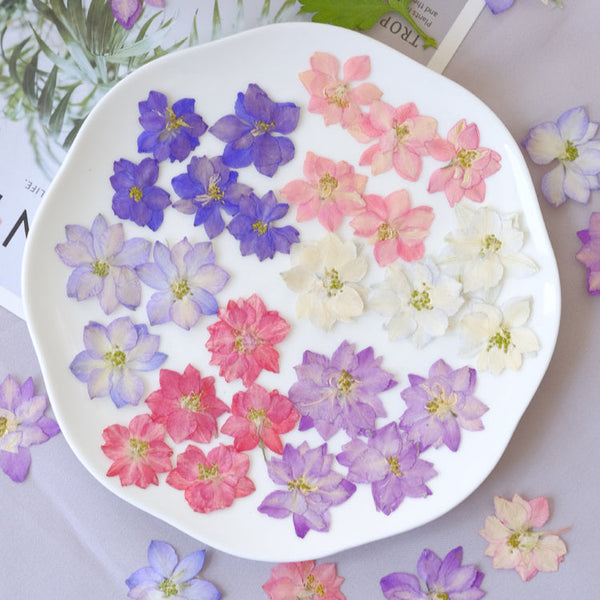 50 Pcs Pressed Dried Gaura Flower for Crafts