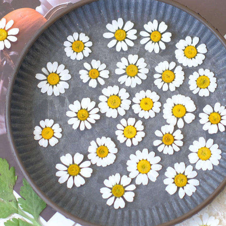 50 Pcs Real Dried Pressed Chamomile Flowers