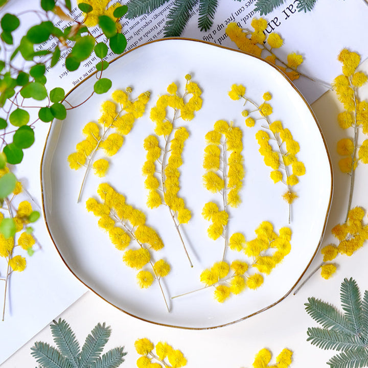 50 Pcs Pressed Dried Golden Wattle Flowers