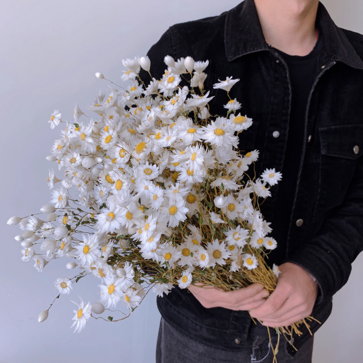 Natural Dried White Daisy Bouquet 100 Head