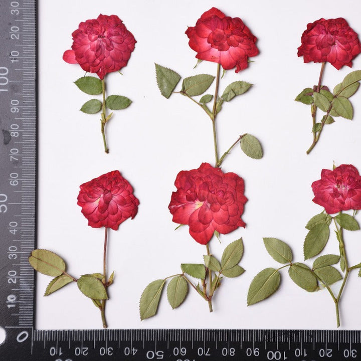 6 Pcs Dried Pressed Red Roses for Resin Arts