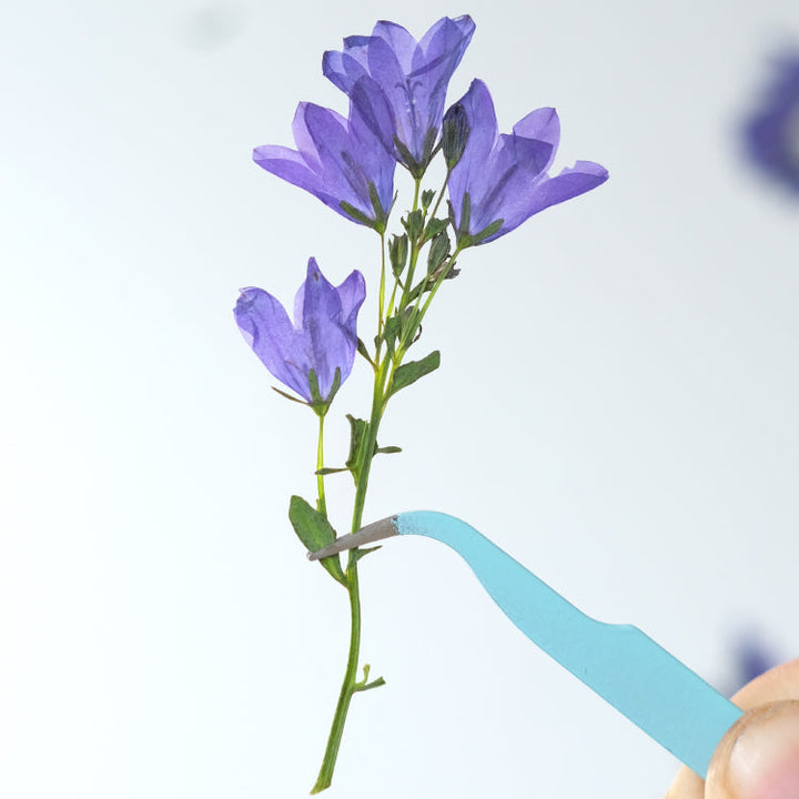 Real Dried Pressed Bellflowers for DIY Crafts