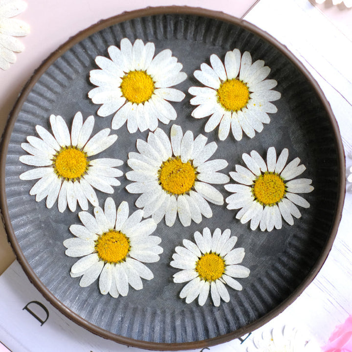 50 Pcs Pressed Dried Marguerite Daisy Flowers