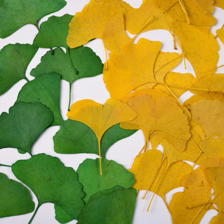 12 Pcs Dried Pressed Ginkgo Leaves for Crafts