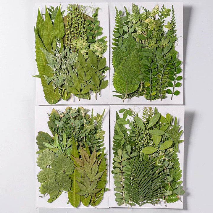 35 Pcs Real Dried Pressed Leaves for Crafts