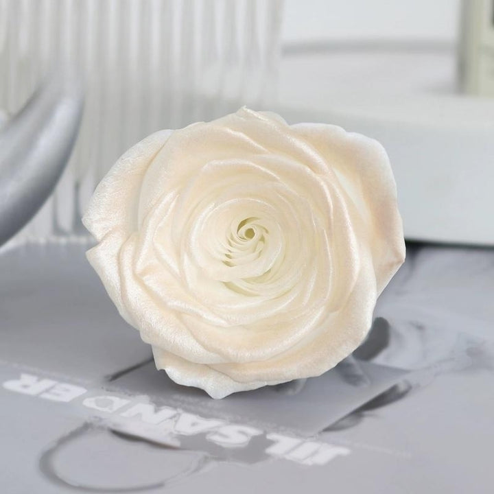 Pearlescent Preserved Rose For DIY Bouquet – 5-6CM Bloom for Crafting and Decor