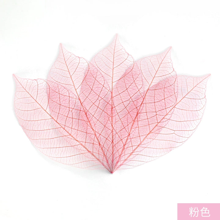transparent-skeleton-leaves-for-diy-floral-decoration-7-9cm-multi-color-preserved-leaves