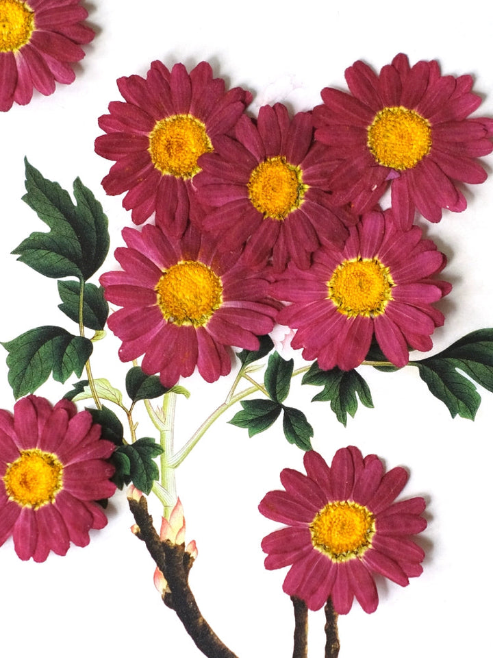 50 Pcs Pressed Dried Marguerite Daisy Flowers