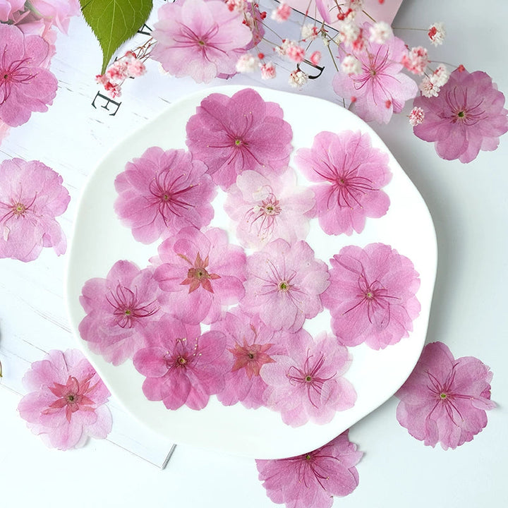 50 Pcs Real Dried Pressed Cherry Blossom Flowers