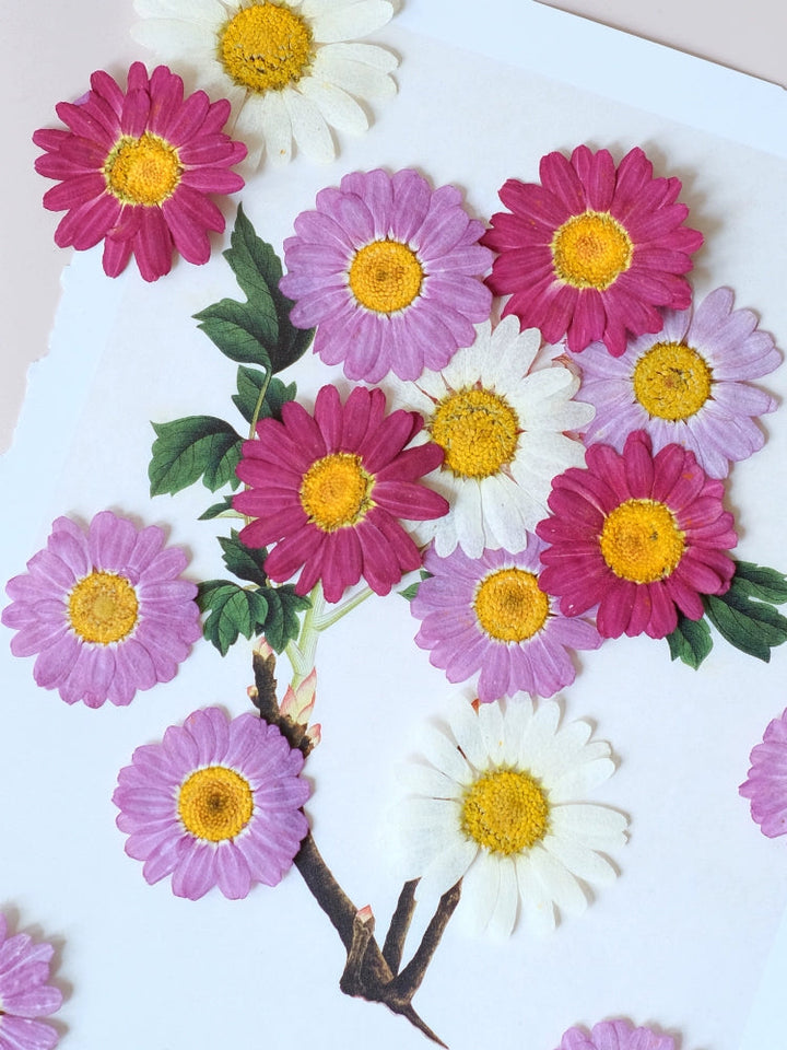 50 Pcs Pressed Dried Marguerite Daisy Flowers