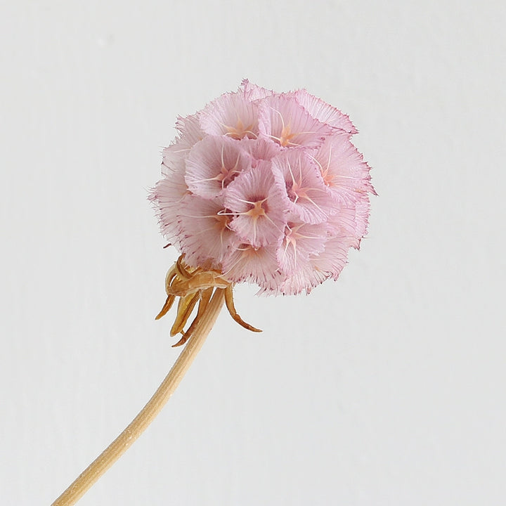 preserved-scabiosa-pods-3-4cm-single-flower-for-floral-arrangements