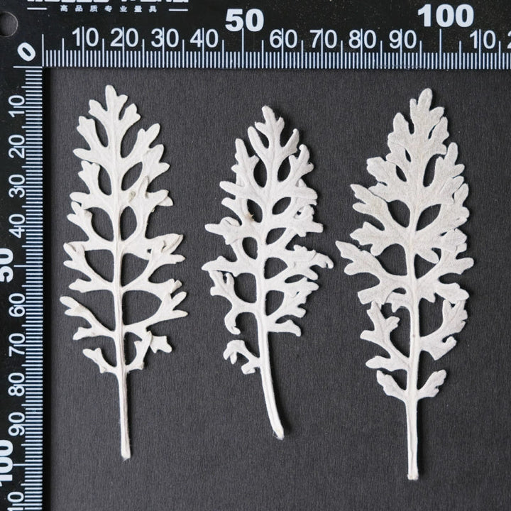 50 Pcs Dried Pressed Silver Ragwort Leaves