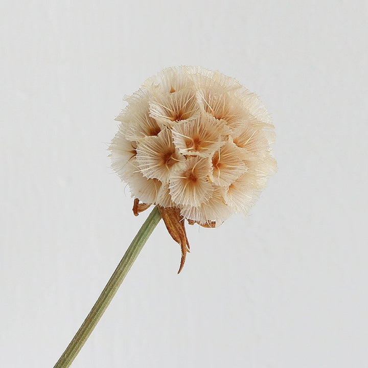 preserved-scabiosa-pods-3-4cm-single-flower-for-floral-arrangements