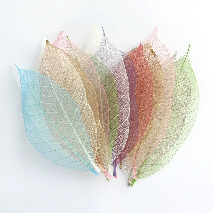 transparent-skeleton-leaves-for-diy-floral-decoration-7-9cm-multi-color-preserved-leaves