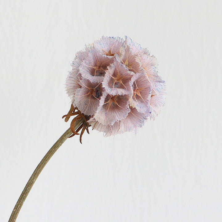 preserved-scabiosa-pods-3-4cm-single-flower-for-floral-arrangements