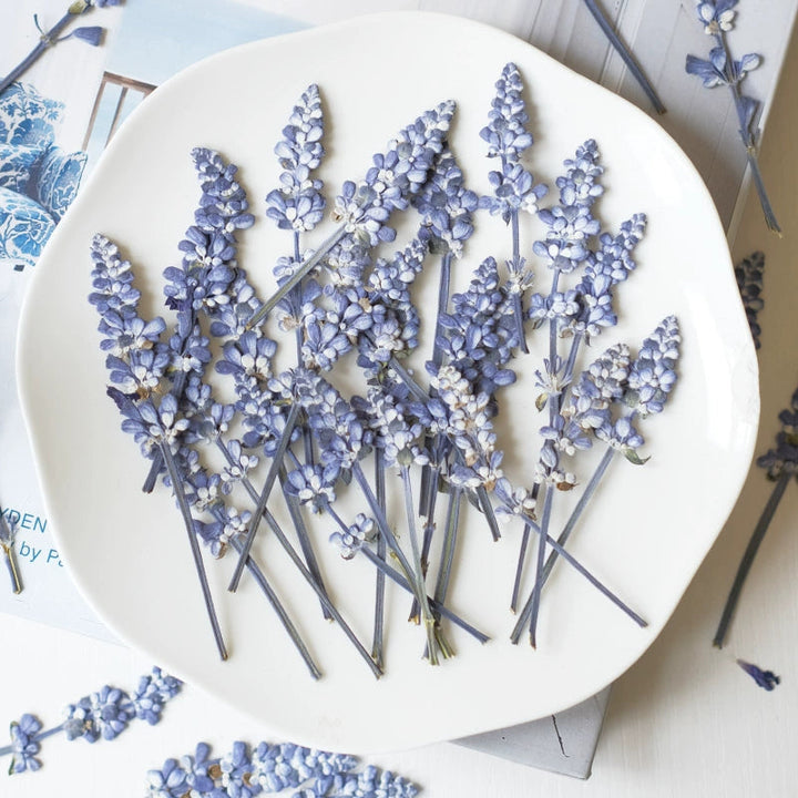 50 Pcs Pressed Dried Lavender for Crafts