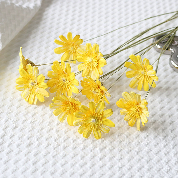 Preserved Daisy For DIY Craft (10 Stems) – 5-6CM Blooms for Floral Decor